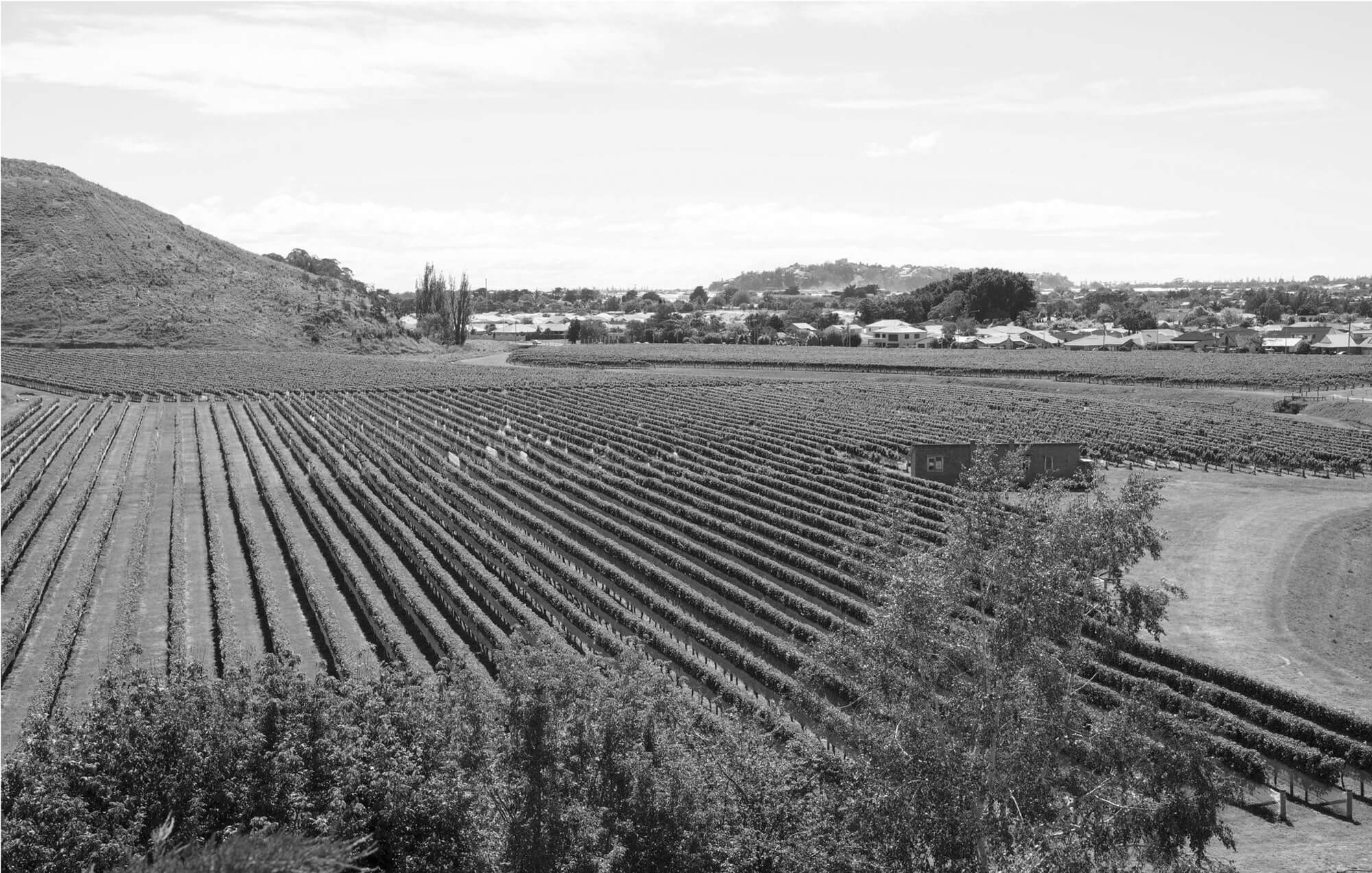 Development Specialists