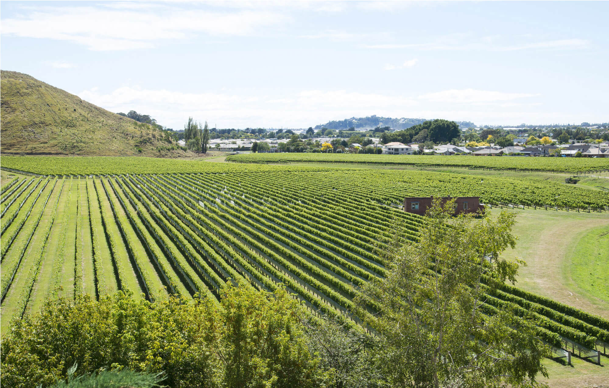 Development Specialists NZ